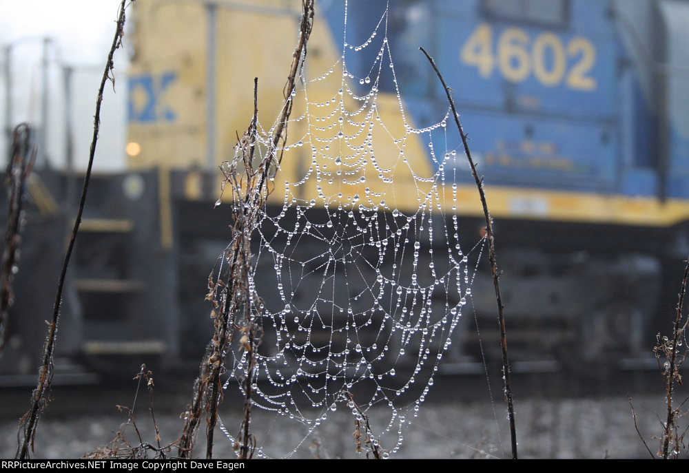 Spider web 